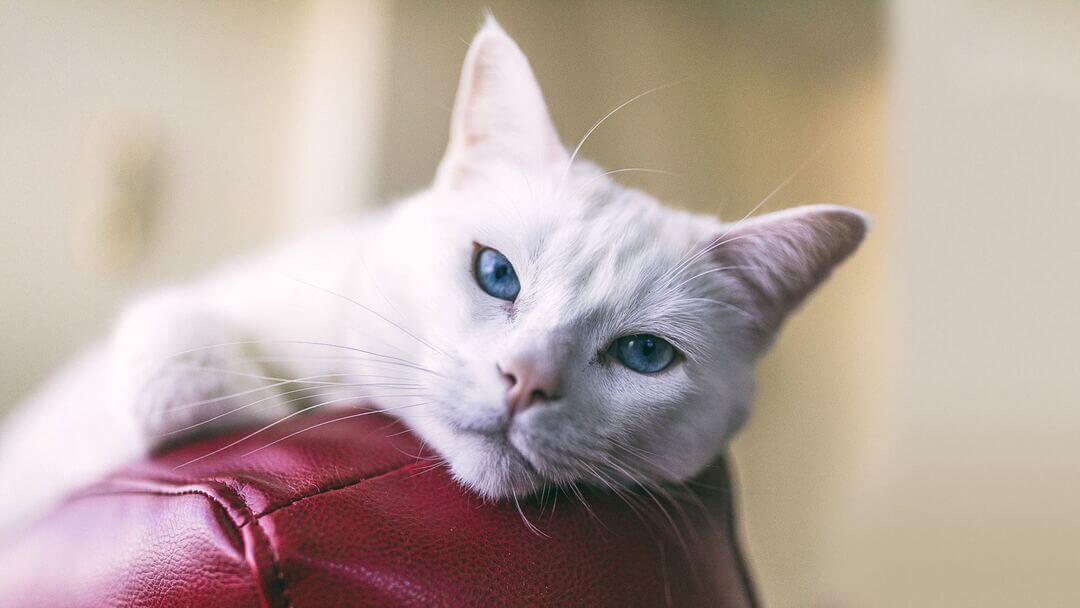 Бяла котка със сини очи на червен кожен стол.