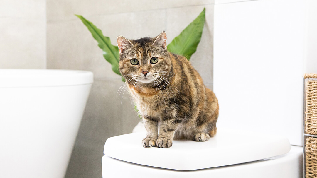 Котка седи в банята