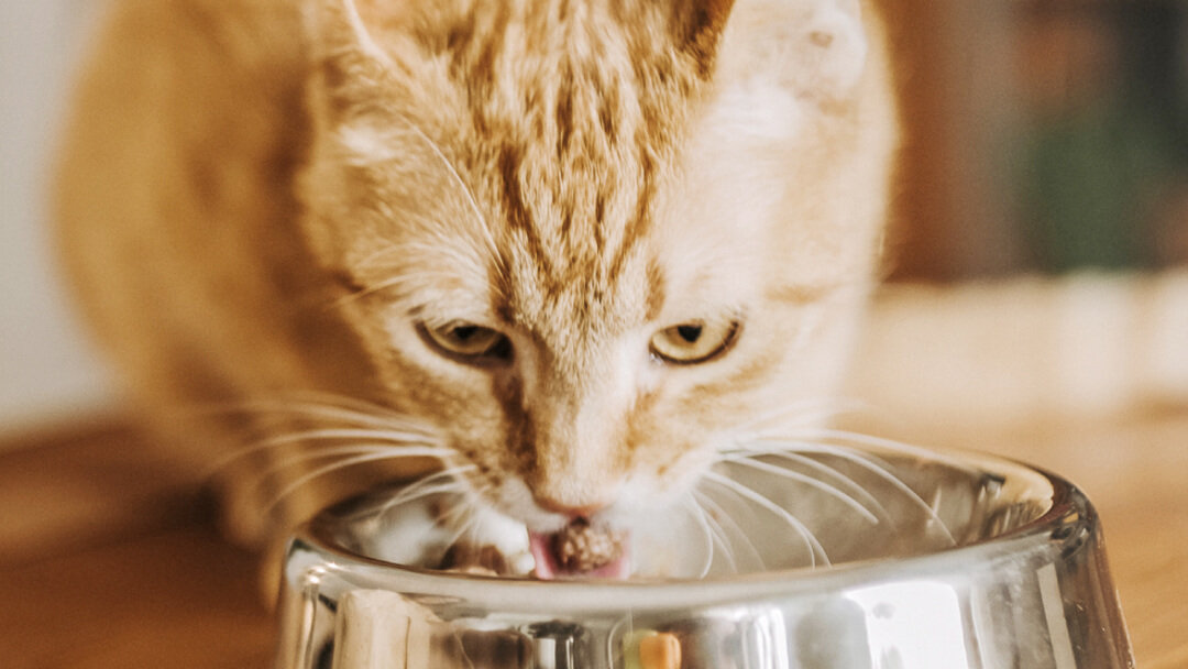 Джинджифилова котка яде от купа