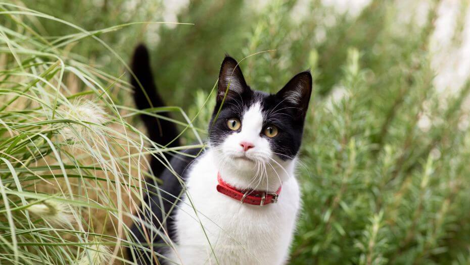 Cat in long grass