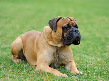 Bull dog on grass