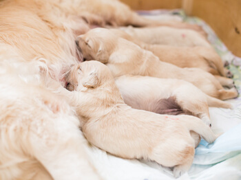 Puppies feeding