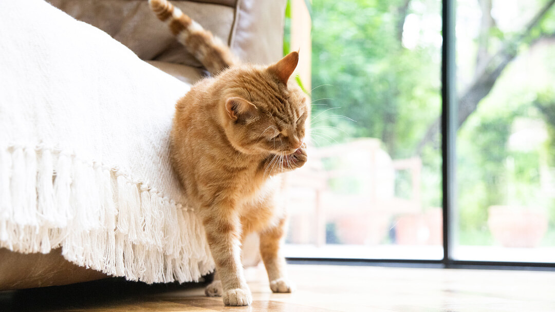 Прекомерно самообгрижване при котките: Причини и лечение
