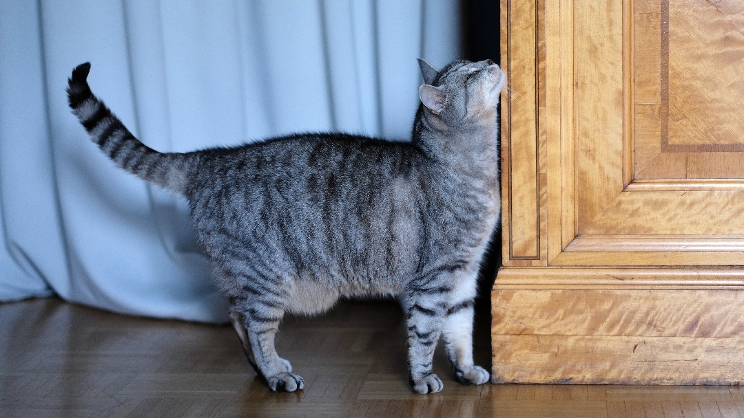 домашна котка четка чека срещу мебели