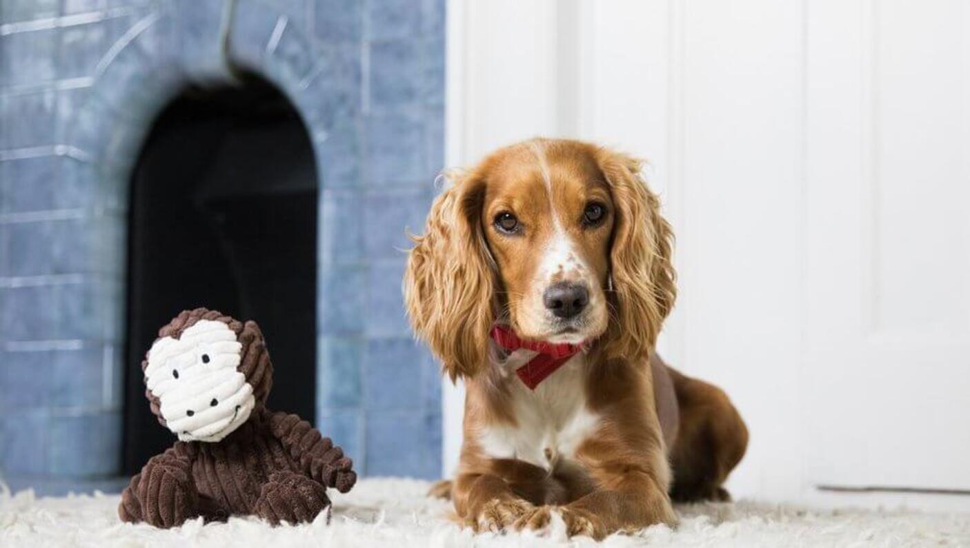 Cocker Spaniel sitting down next to a monkey toy