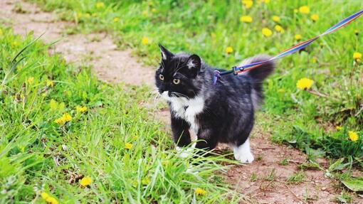 Черно-бяла котка разследва отвън