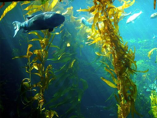 green algae in the ocean