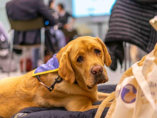 Great Golden Labrador in Waiting