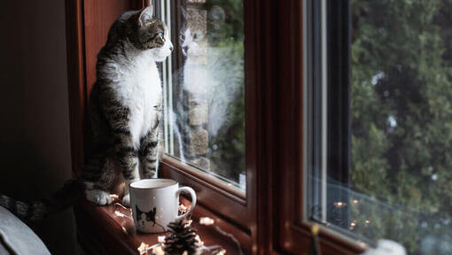 Котка гледа през прозореца