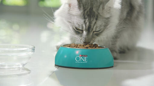 cat eating purina one